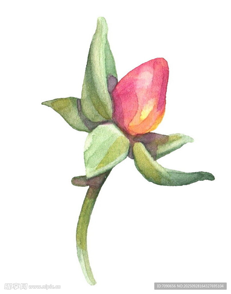 水彩绘娇艳含苞待放花朵