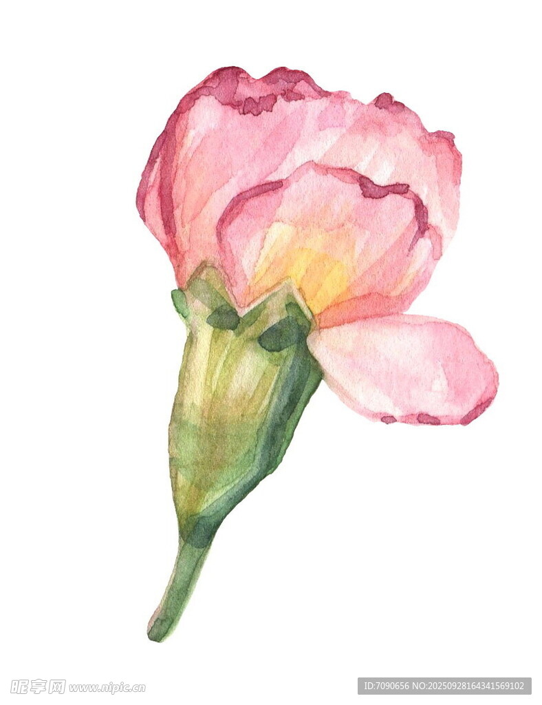 水彩粉色花朵插画