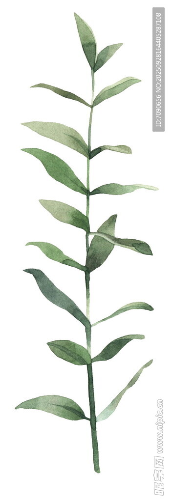 清新绿叶植物枝条插画