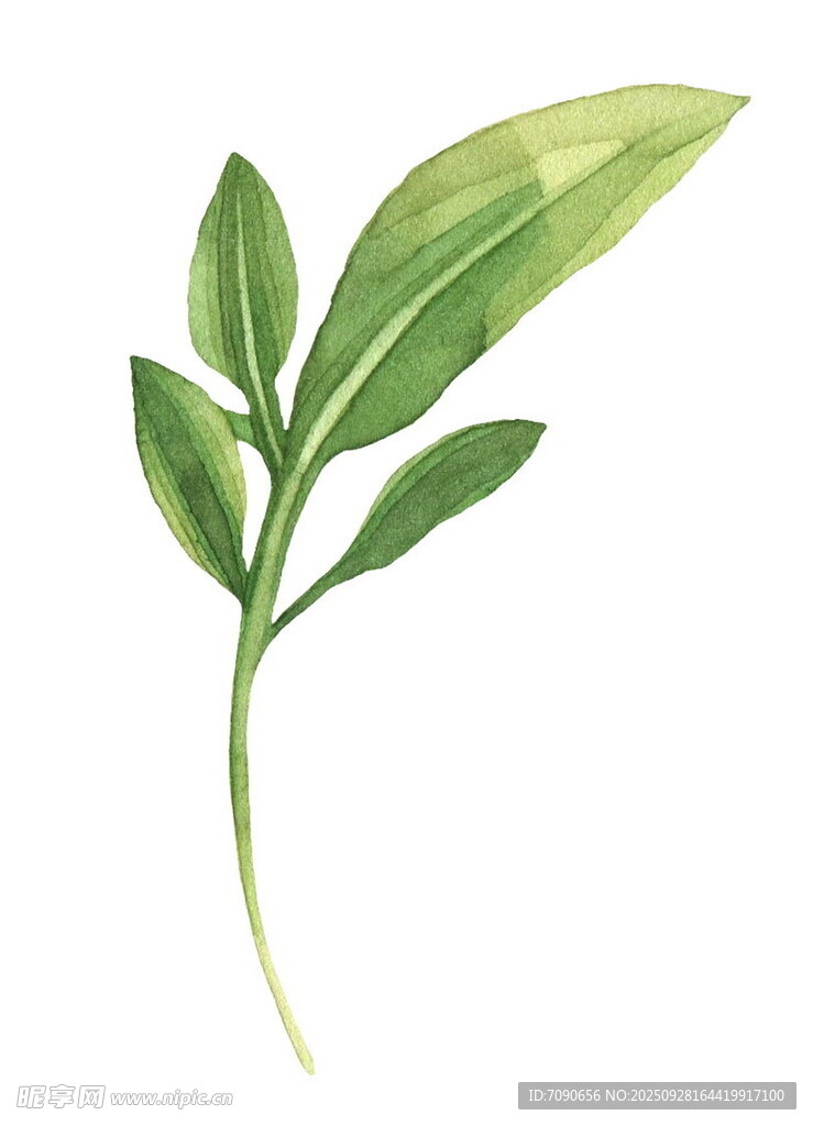 水彩绘绿叶植物