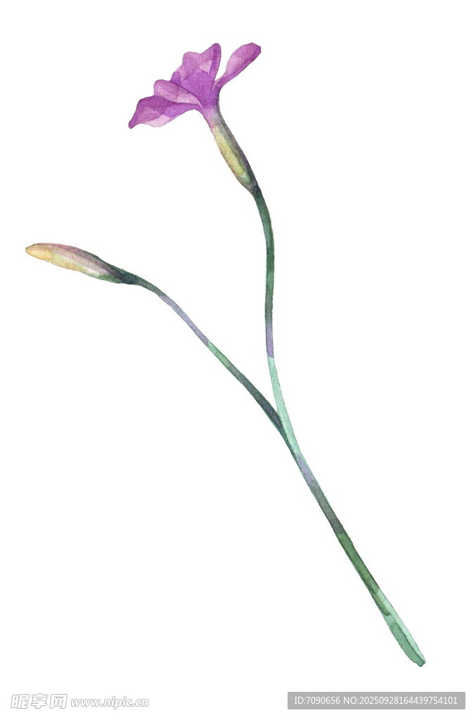 紫色单枝小花水彩画