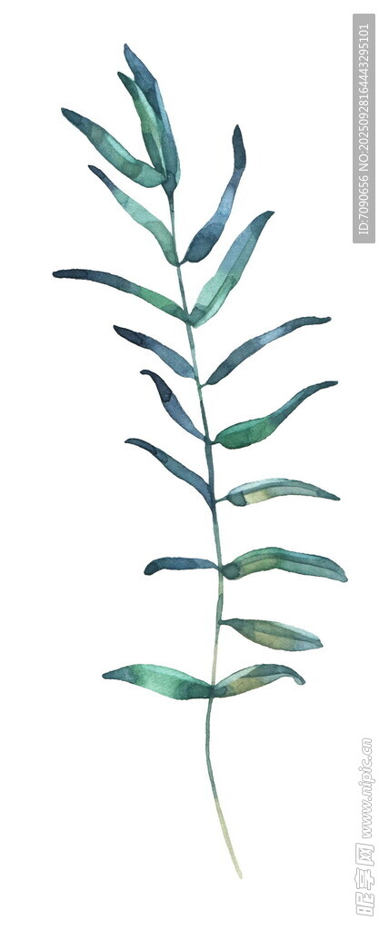 手绘清新单枝绿叶植物