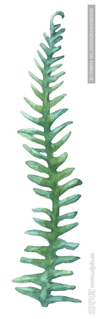 水彩绘绿色蕨类植物叶片