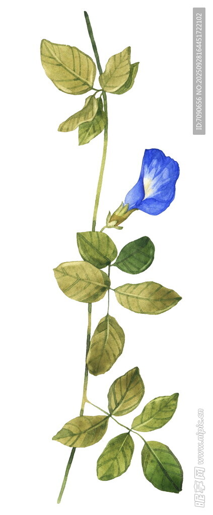 蓝花绿叶植物特写