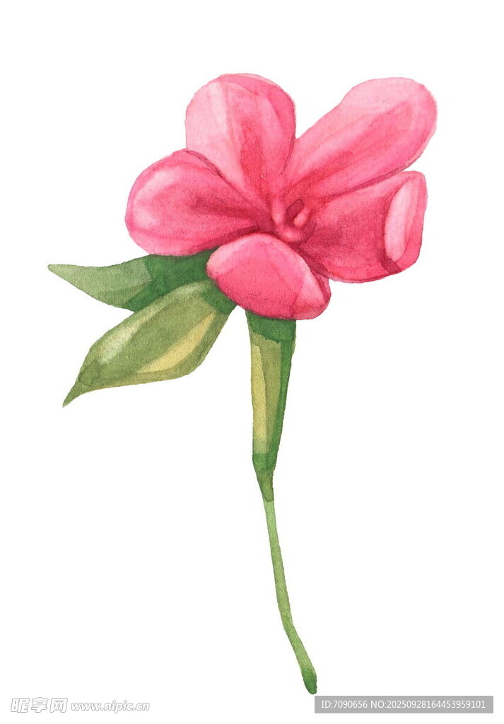 粉色花朵水彩插画