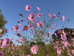 蓝天映衬下的粉色格桑花