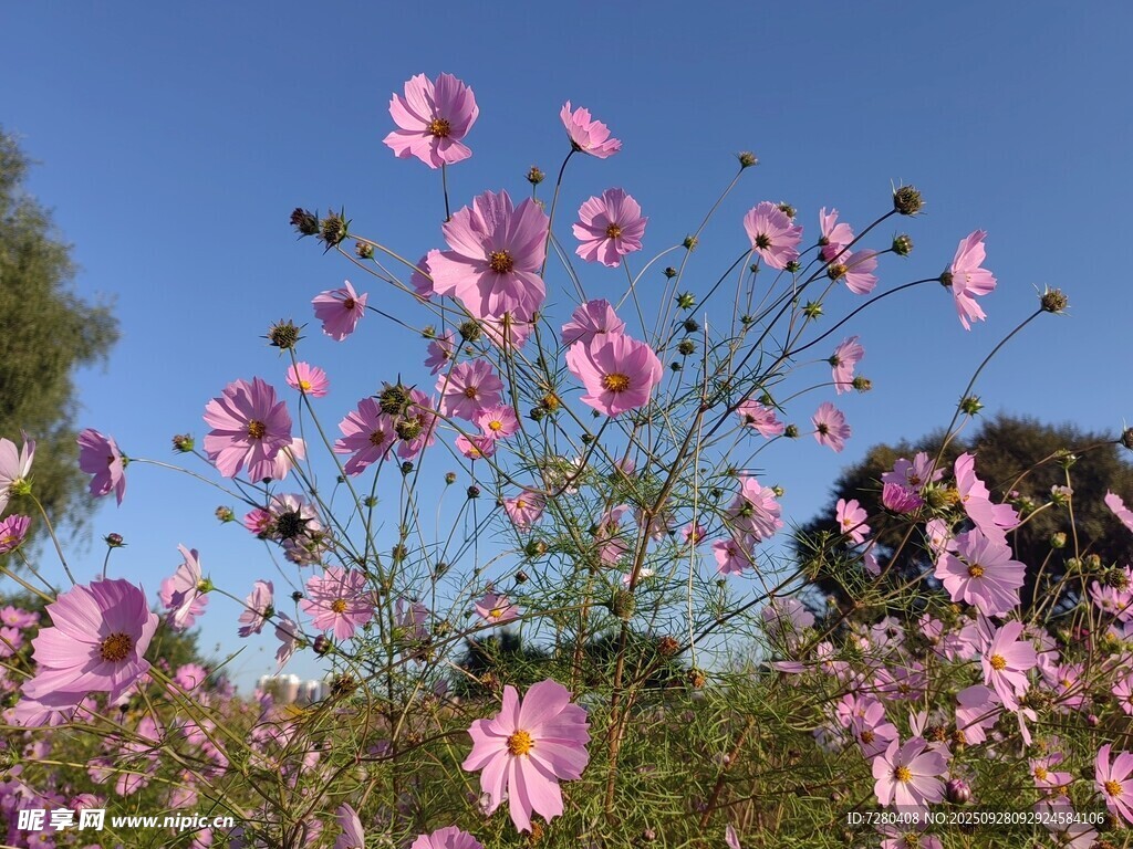 蓝天映衬下的粉色格桑花