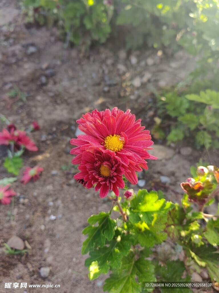 娇艳红菊绽放于野外