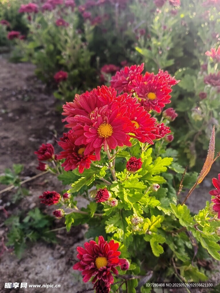 艳丽红菊花丛绽放
