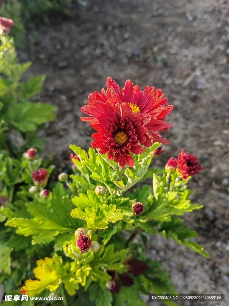 鲜艳红花绽放绿叶间