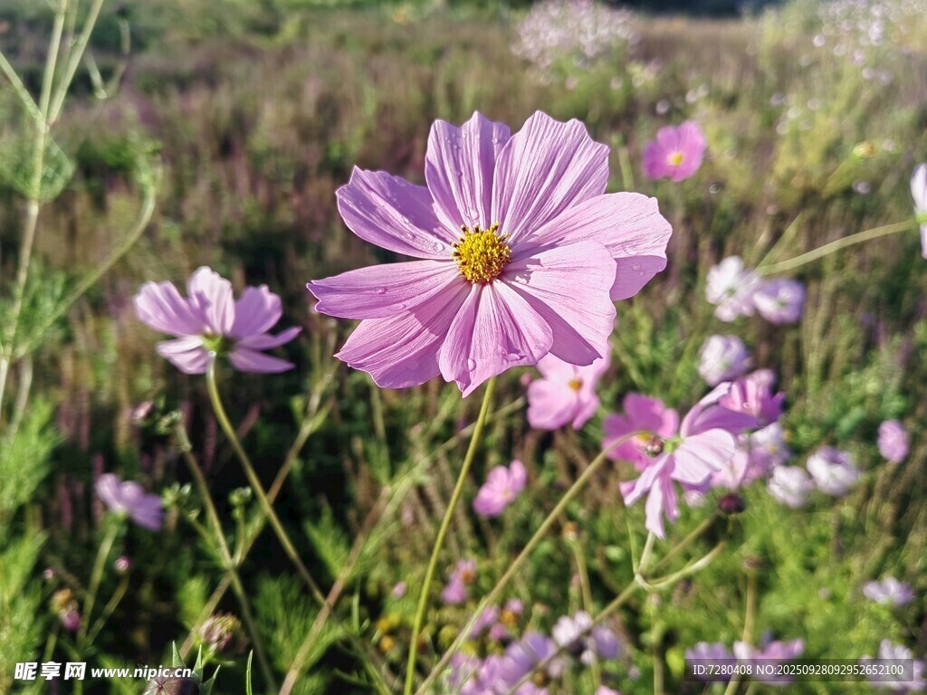 田野中的美丽波斯菊