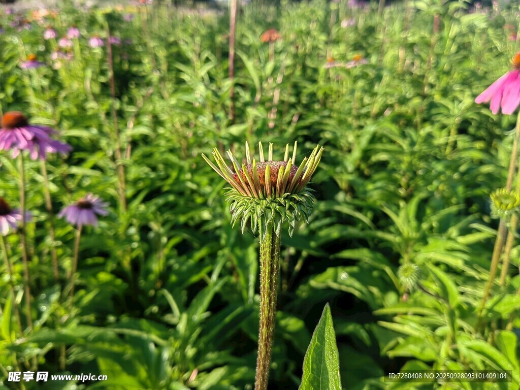 田野中的多彩花卉植物