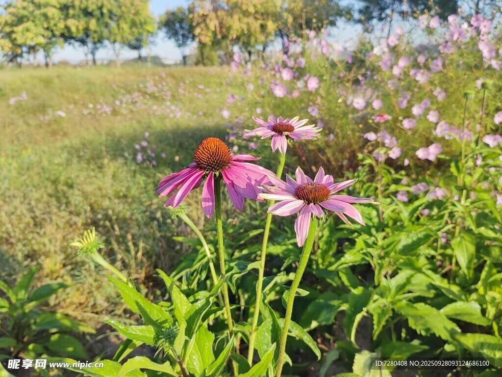 野外绽放的美丽紫锥菊