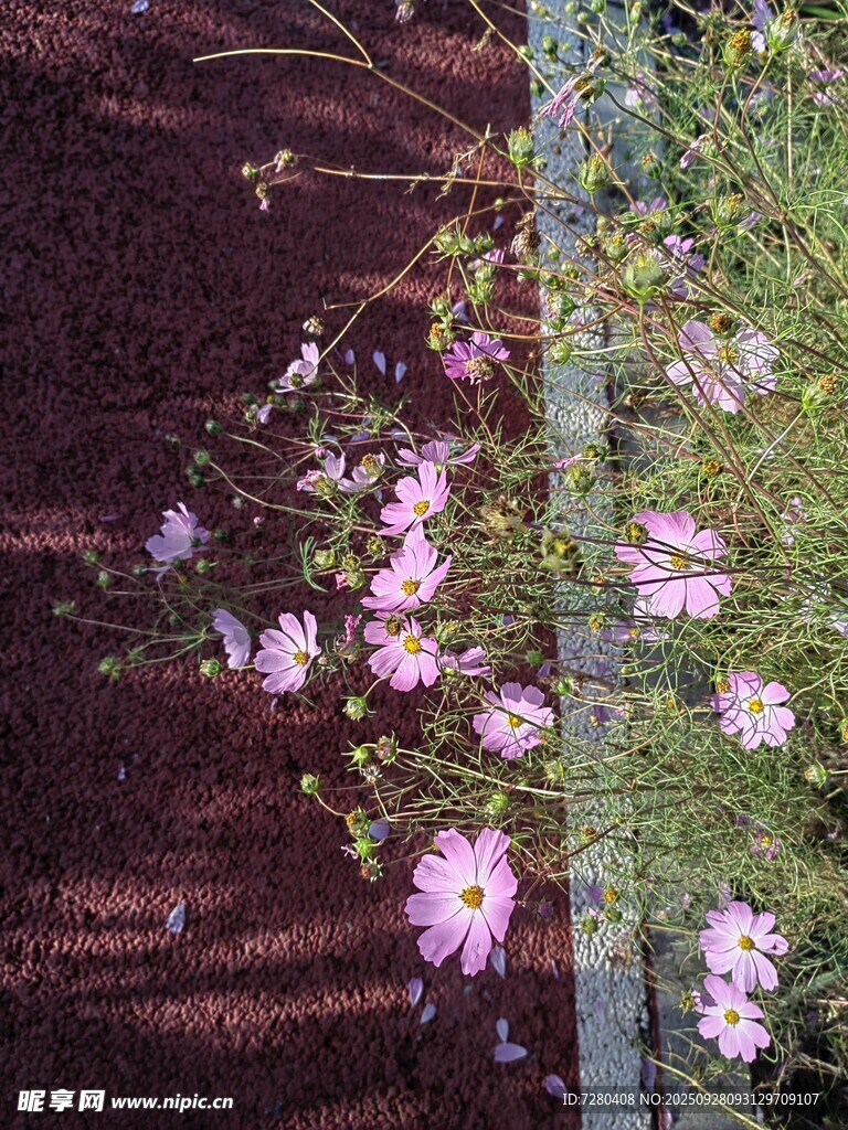 紫色小花绽放于泥土旁