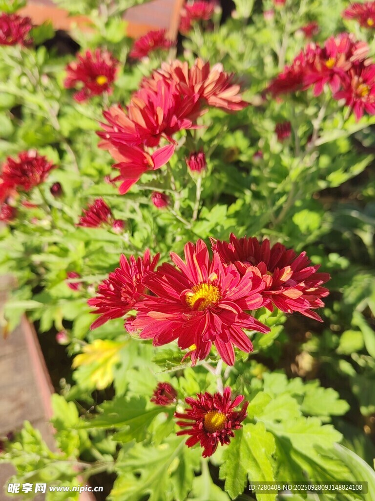 艳丽红菊绽放绿叶间