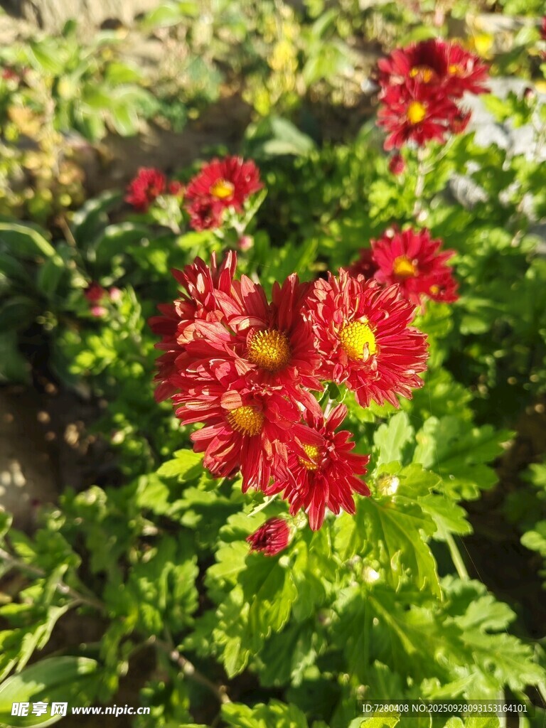 阳光下的艳丽红色花朵