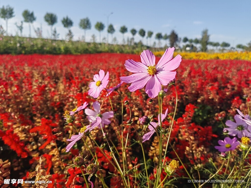 绚烂花田绽放多彩花朵