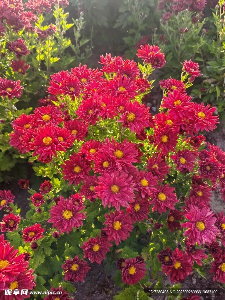 艳丽花丛绽放迷人色彩