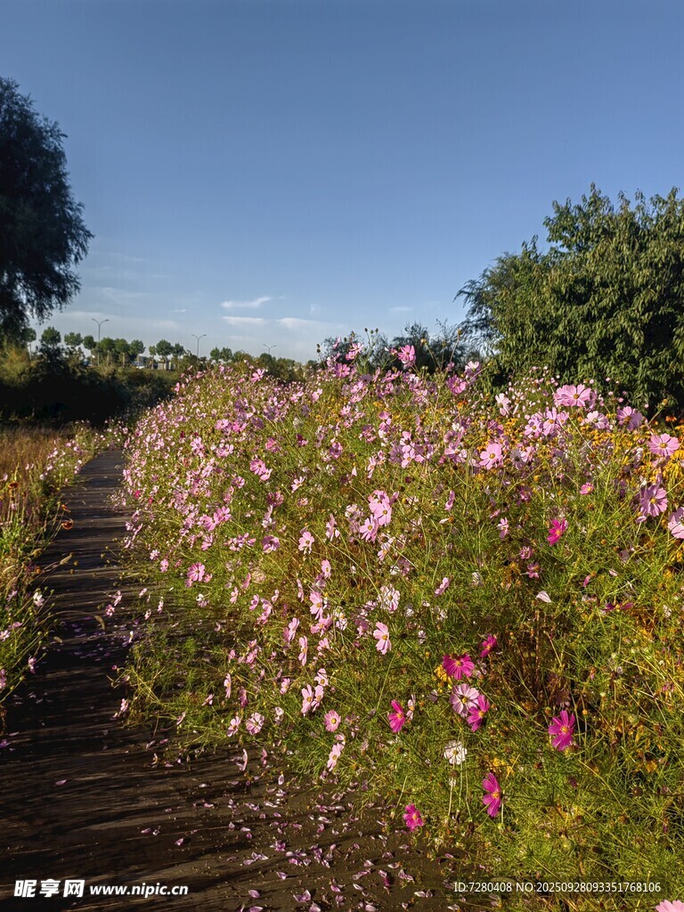 格桑花