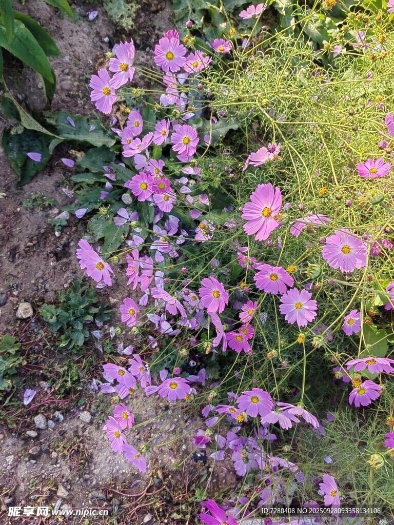 烂漫粉色花丛绽放