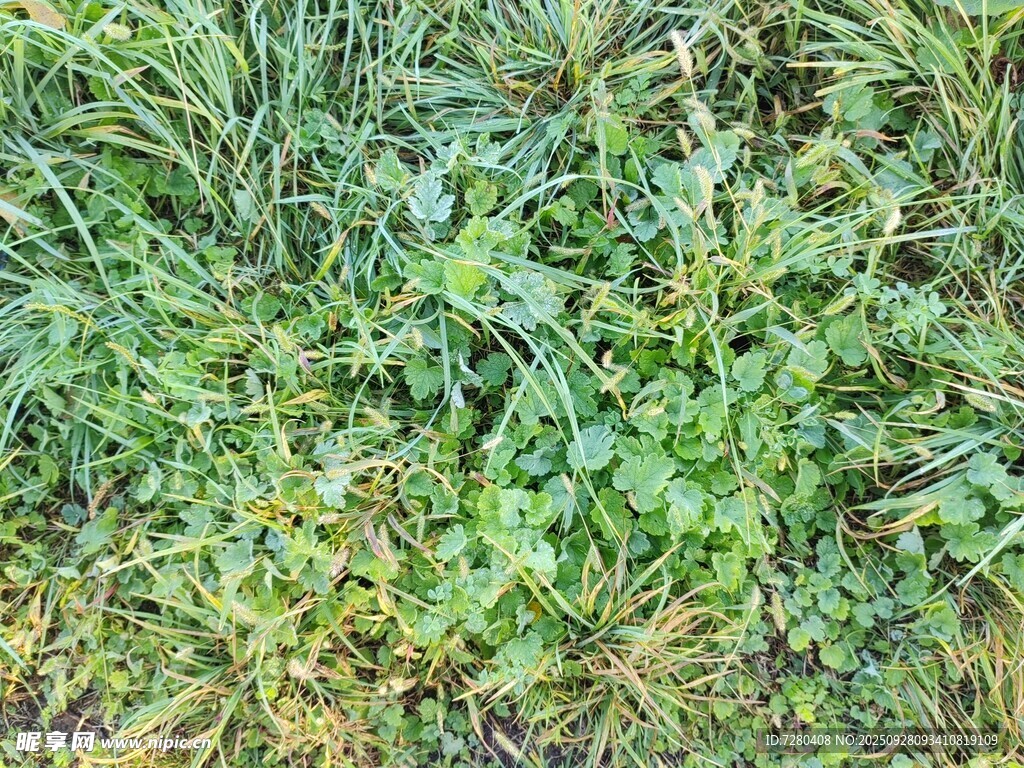 繁茂的地面绿植景观