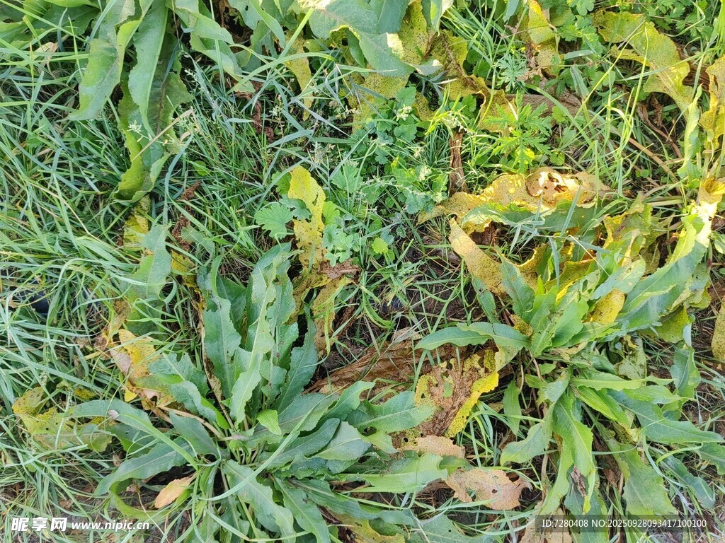 地面上的多样绿色植物
