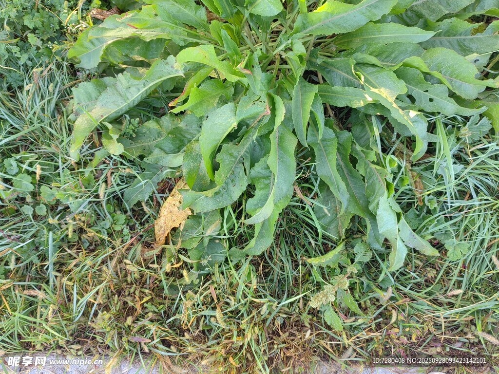 绿叶繁茂的野生植物