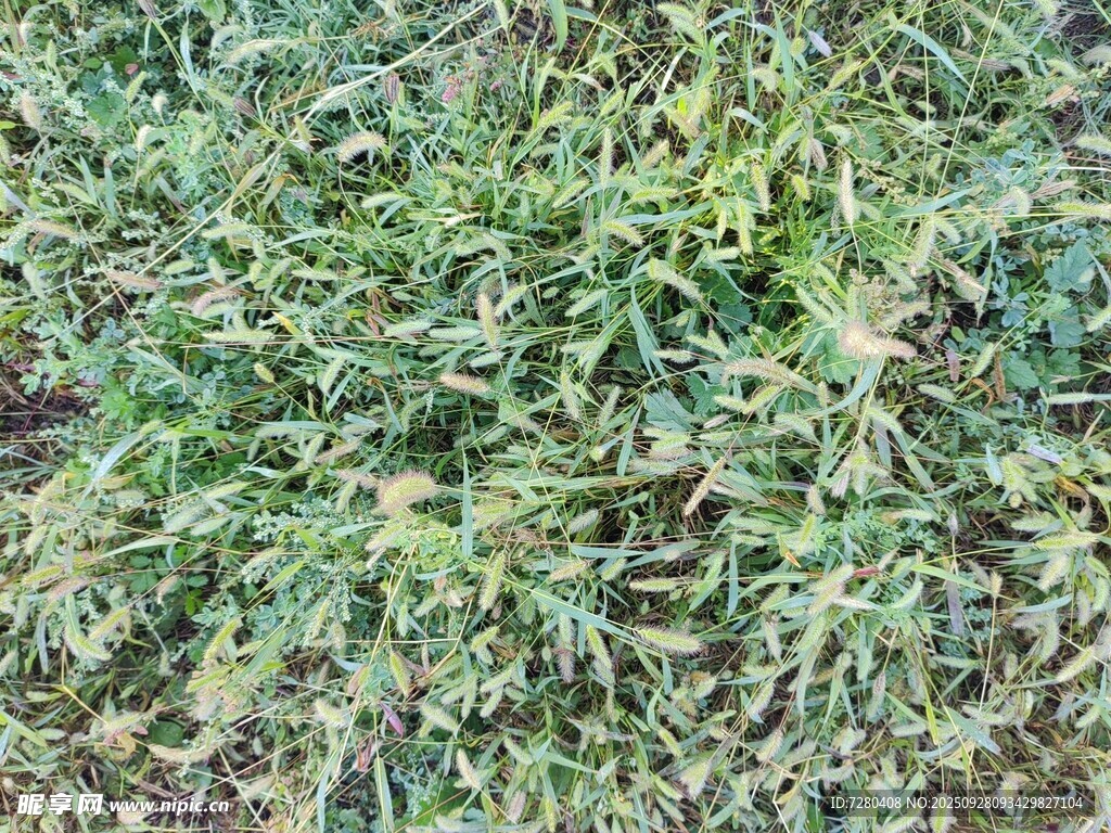 翠绿繁茂的植物景观