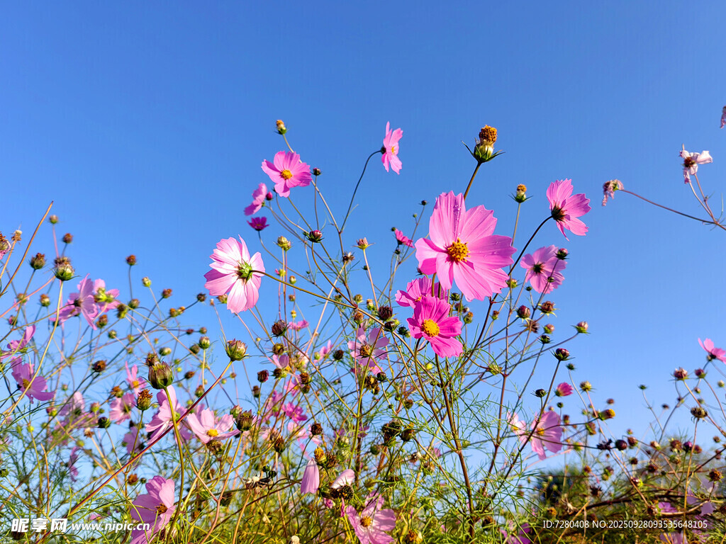 蓝天映衬下的绚烂格桑花