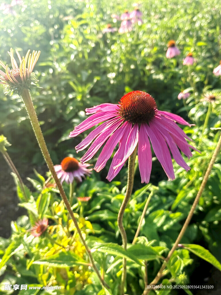 紫色松果菊绽放于绿野