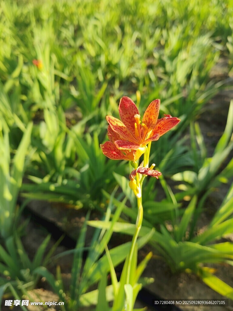 田野中绽放的艳丽红花