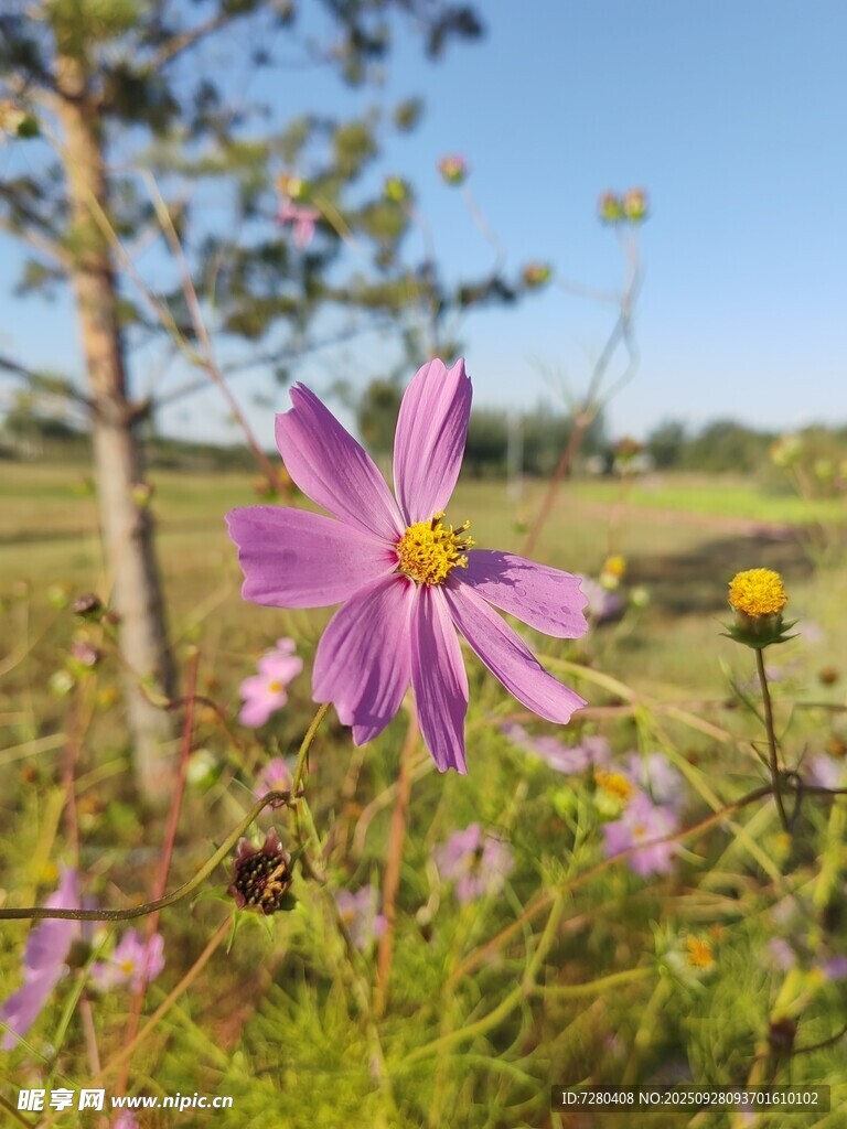 田野中的美丽波斯菊