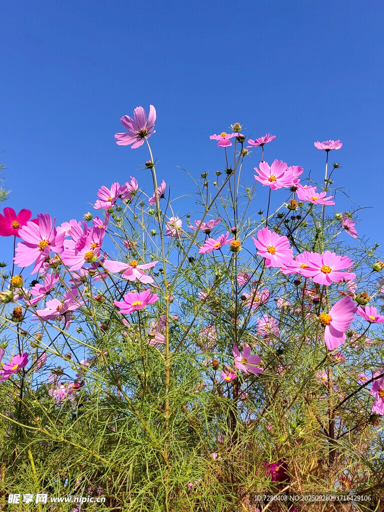 蓝天映衬下的绚烂格桑花
