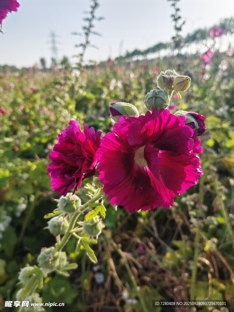 田野中的艳丽蜀葵花朵