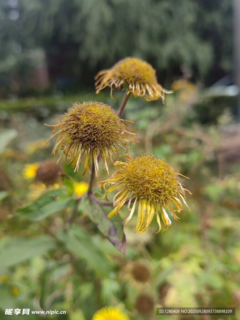 绽放的黄色菊科花朵
