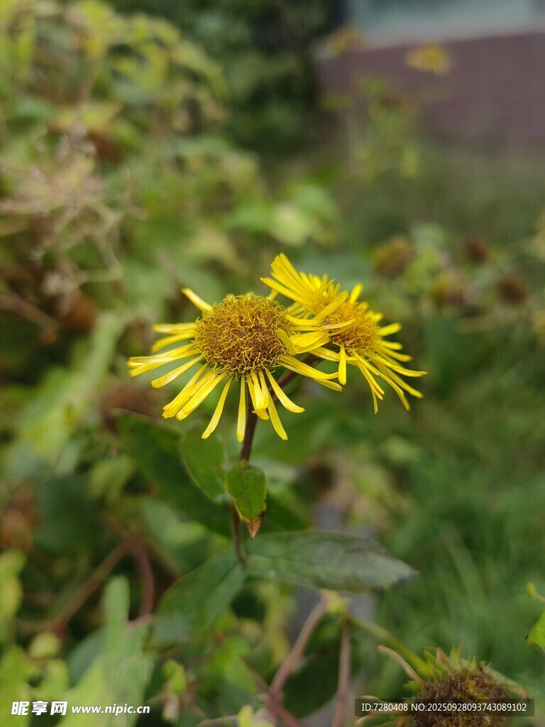 两朵绽放的黄色小花