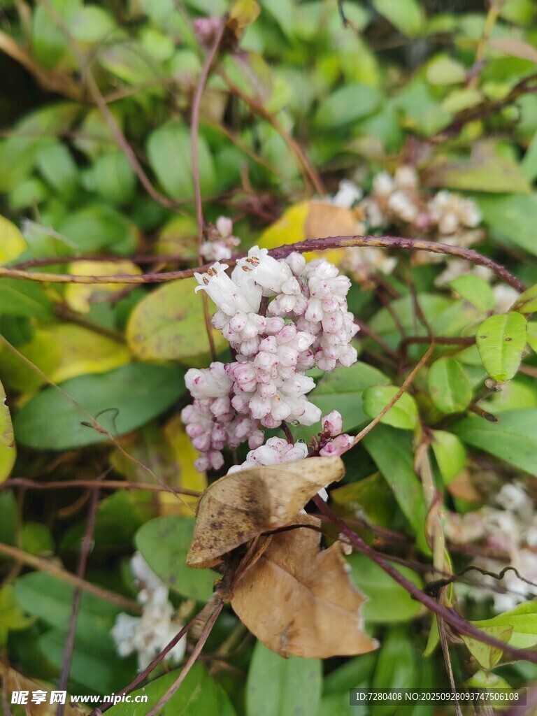 绿叶丛中的淡紫色小花