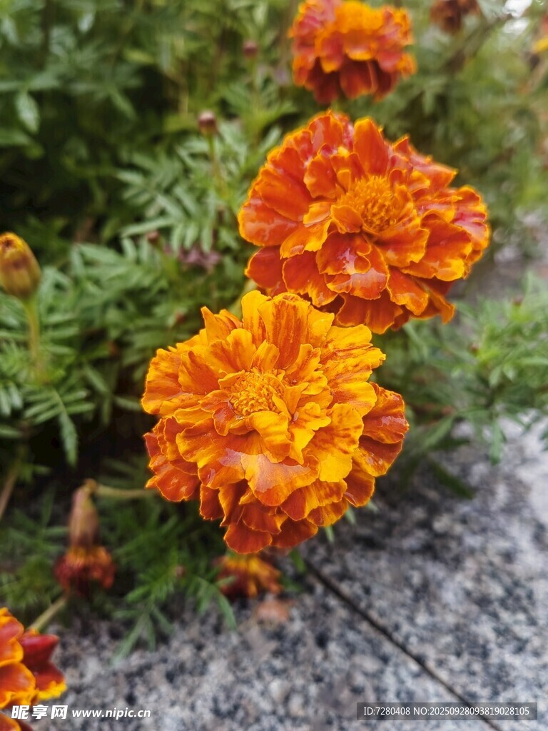 橙色万寿菊绽放于石旁