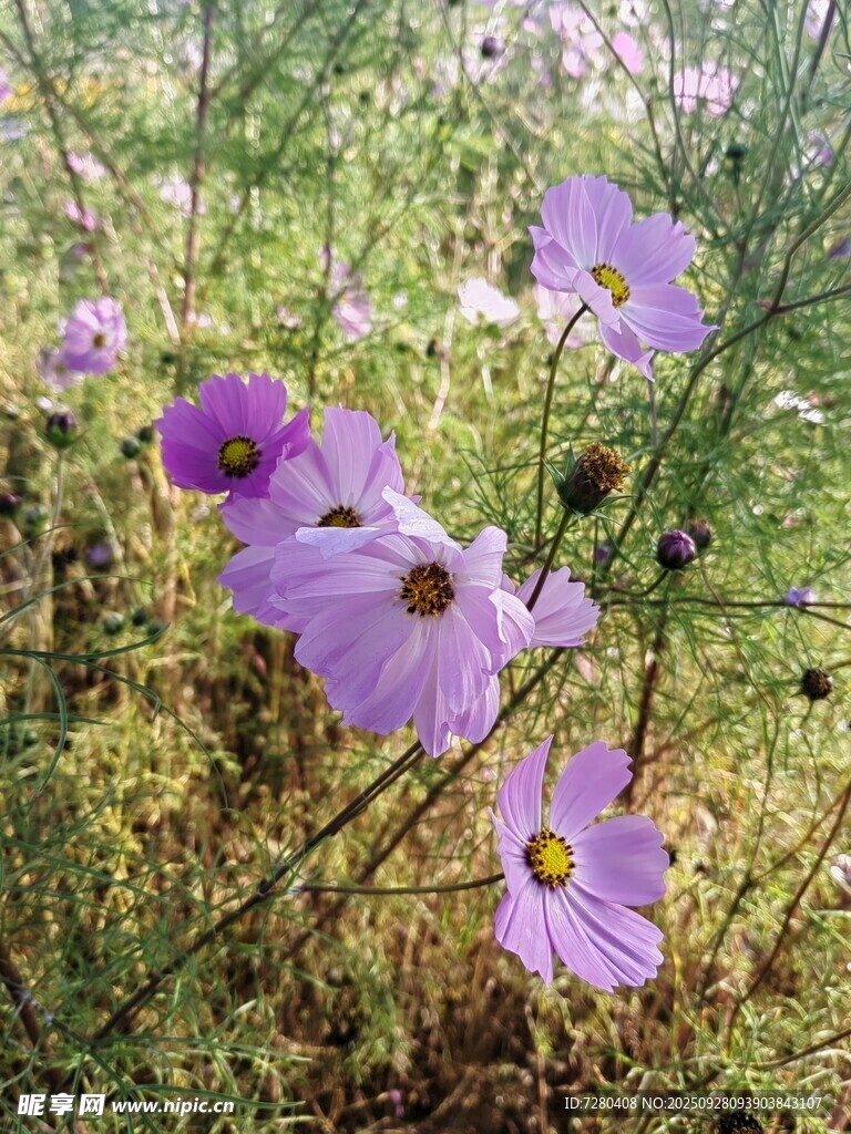 紫色野花花海美景