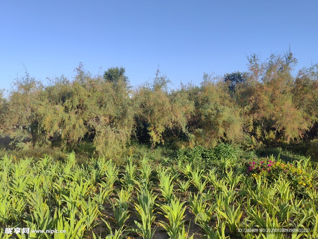 田野绿植与远处树木景观