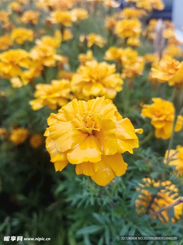 金黄万寿菊绽放的美丽
