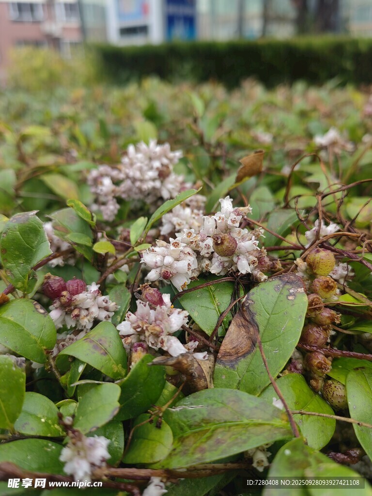 绿叶间的白色小花