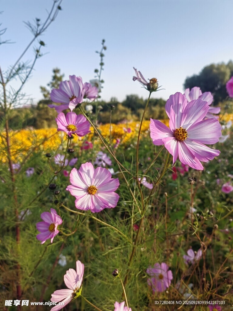 田野中的缤纷格桑花