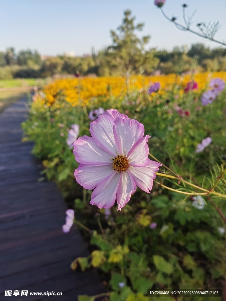 小径旁绽放的美丽格桑花