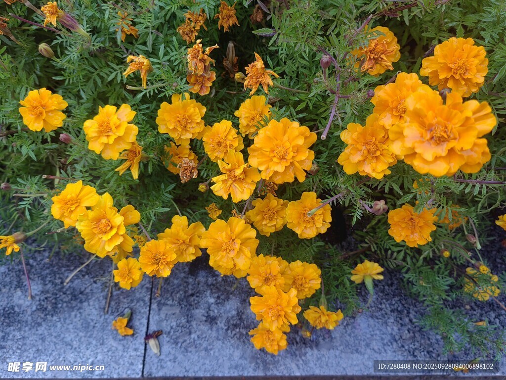 金黄花朵垂挂于墙边