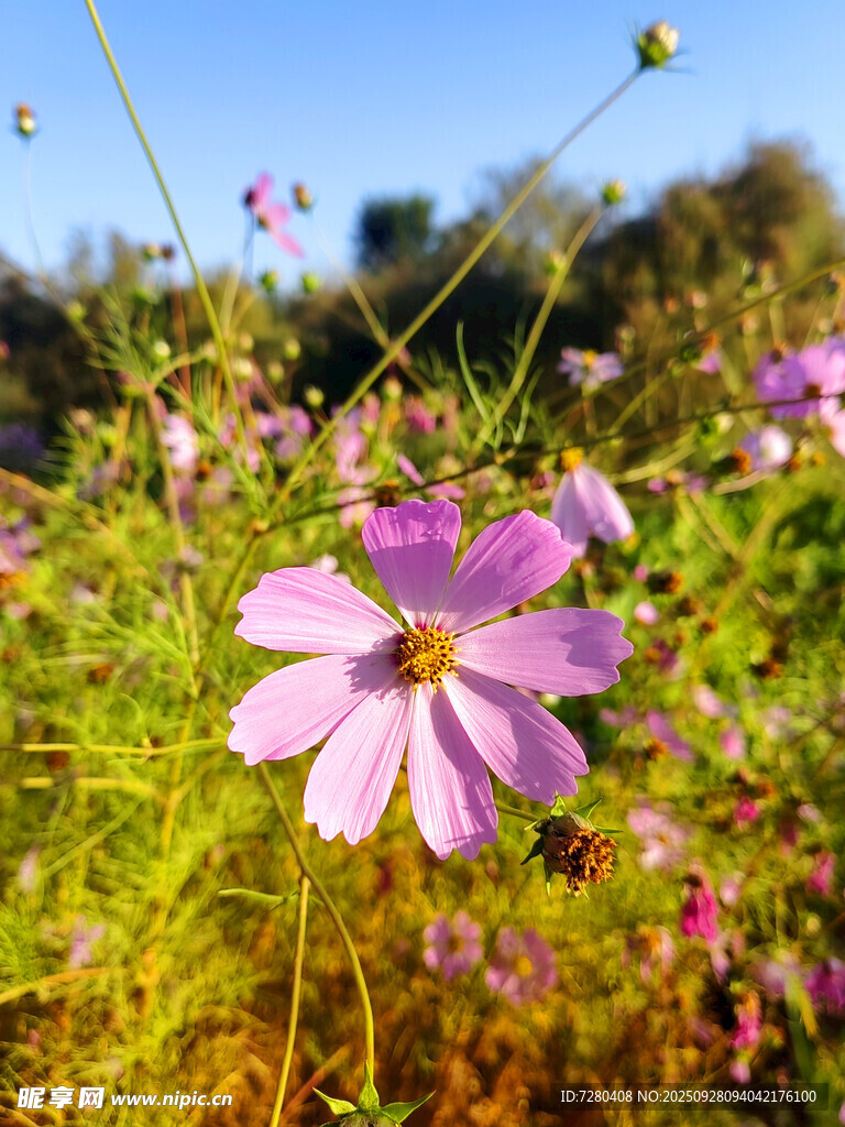 格桑花