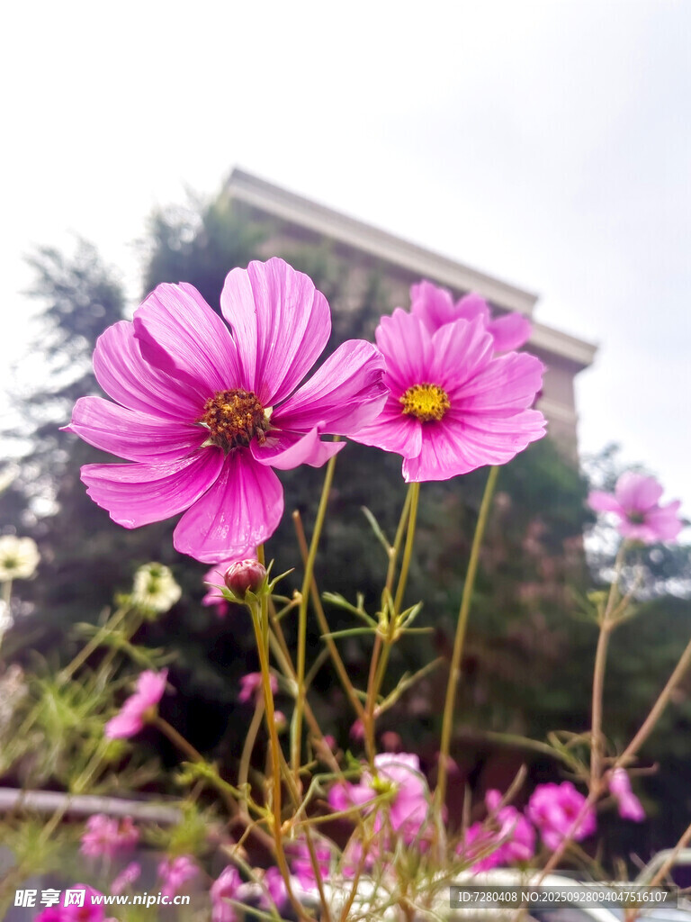 格桑花