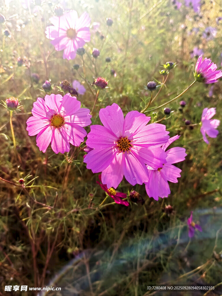 阳光下的绚烂波斯菊