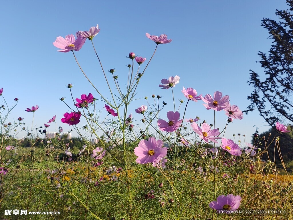 格桑花