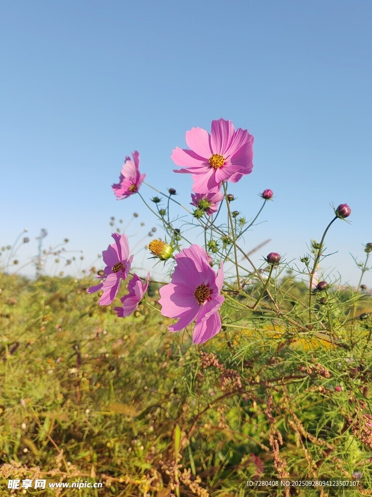 格桑花